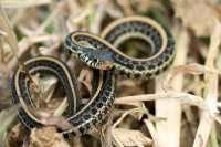 Garter snake in Chris Helzer's backyard in Aurora, Nebraska.